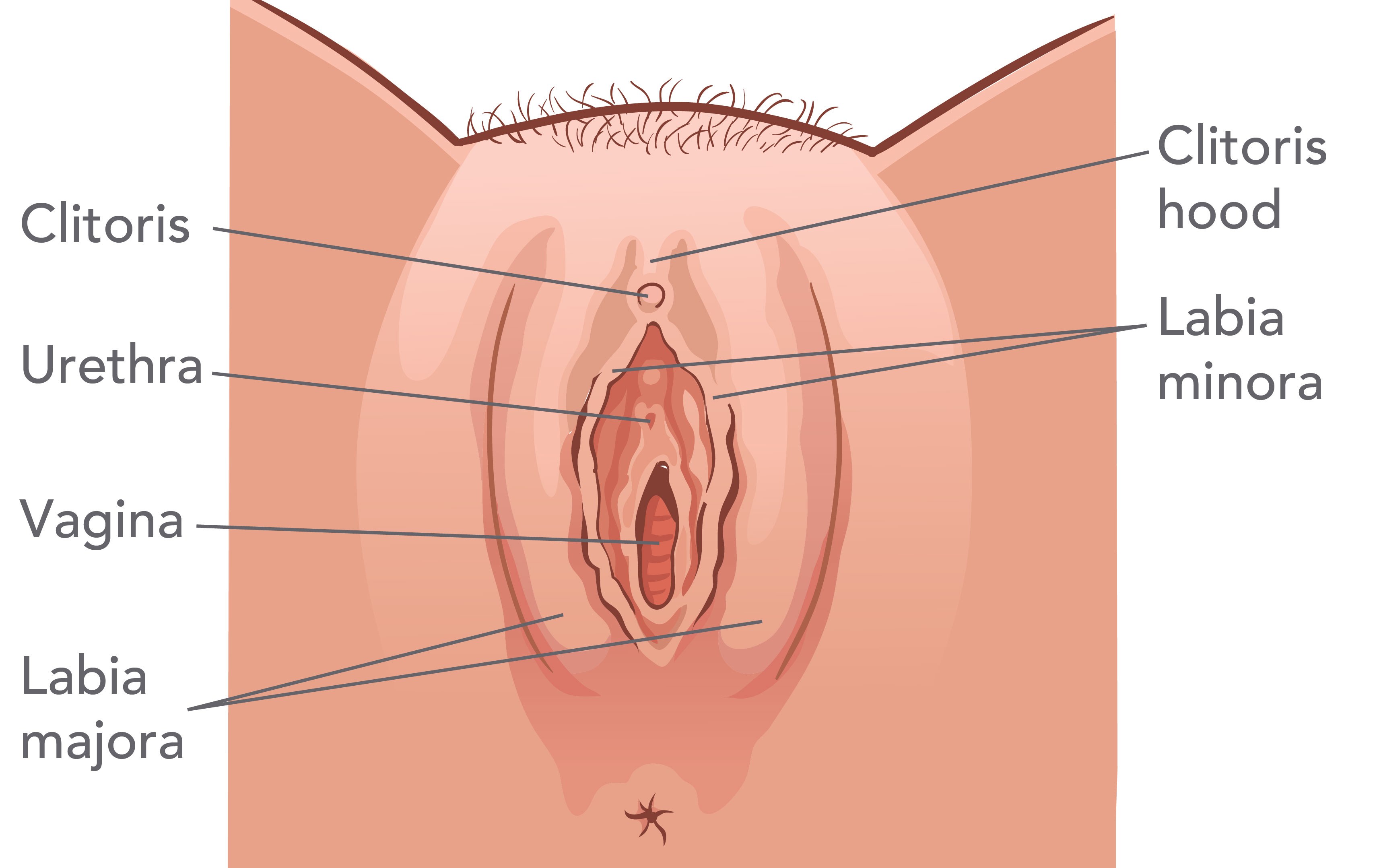 4 1 Vulva English Labels